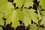 Sugar maple